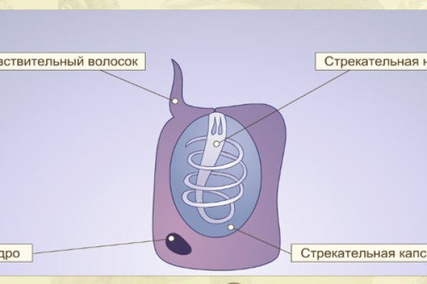 Кракен даркнет store kraken dark link
