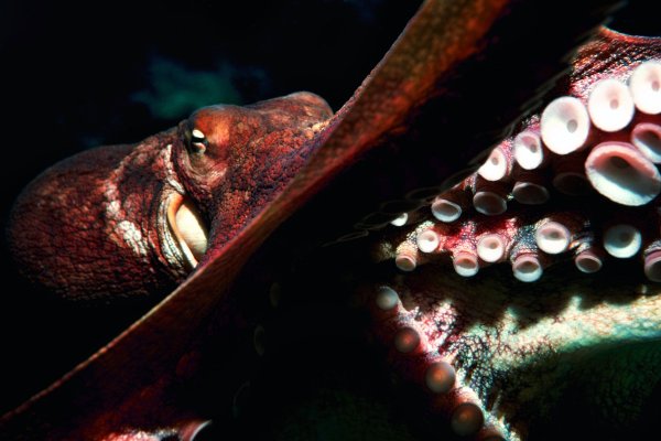 Kraken 11at